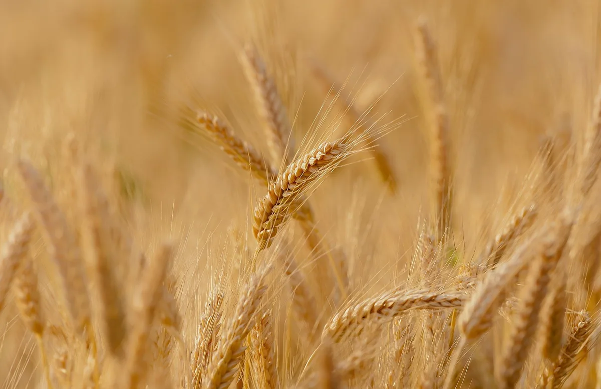 Insgesamt stieg die Anbaufläche von Brotgetreide um 3'300 ha gegenüber dem Vorjahr. (Bild Candice / Pixabay)