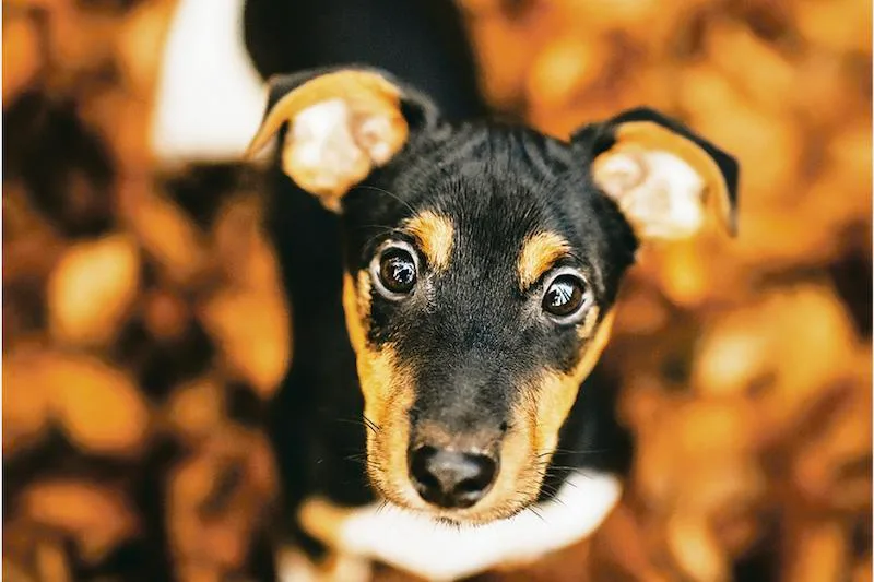 436533b36feff181e0a4b90e1da5bd55e927eb9a Junge Hunde sind neugierig und erkunden gerne ihre Umgebung. Das bringt mit sich, dass sie Wanderern nachlaufen. Ihr Ausbüxen wird teilweise gebüsst. (Bild Helene Marti)