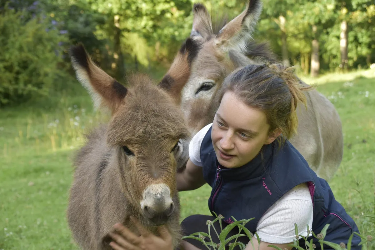 donkey-gce3ae4c4e_1920 Menschen können anderen Menschen manchmal am besten durch die Hilfe von Tieren helfen