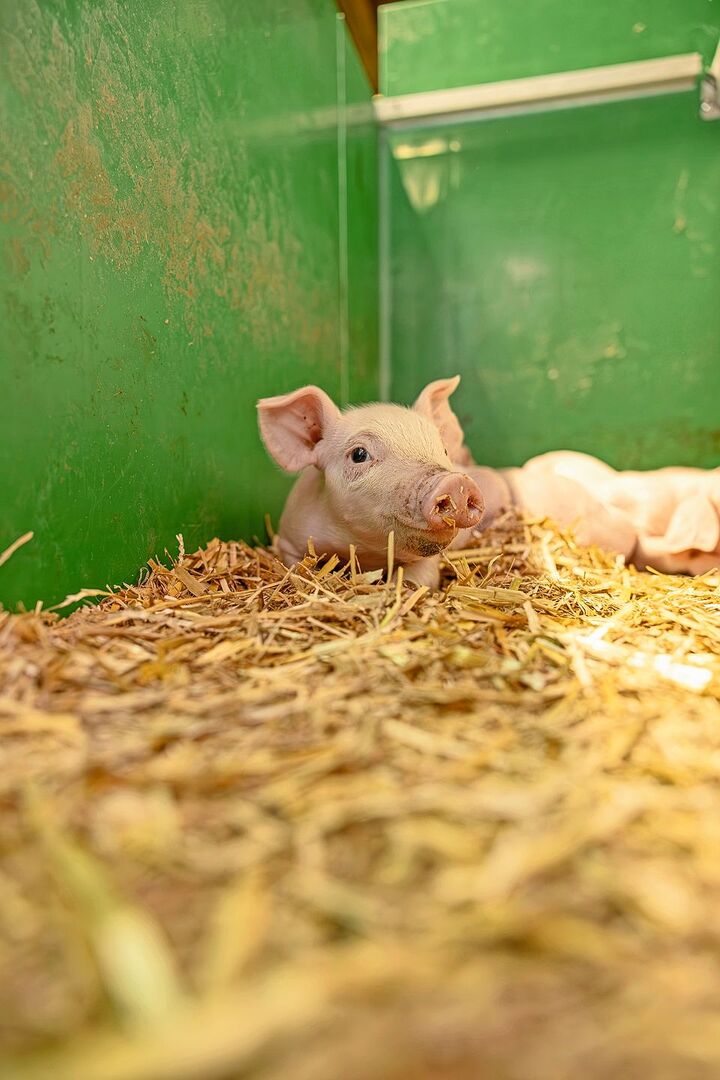 Ein Ferkel liegt im Stroh.