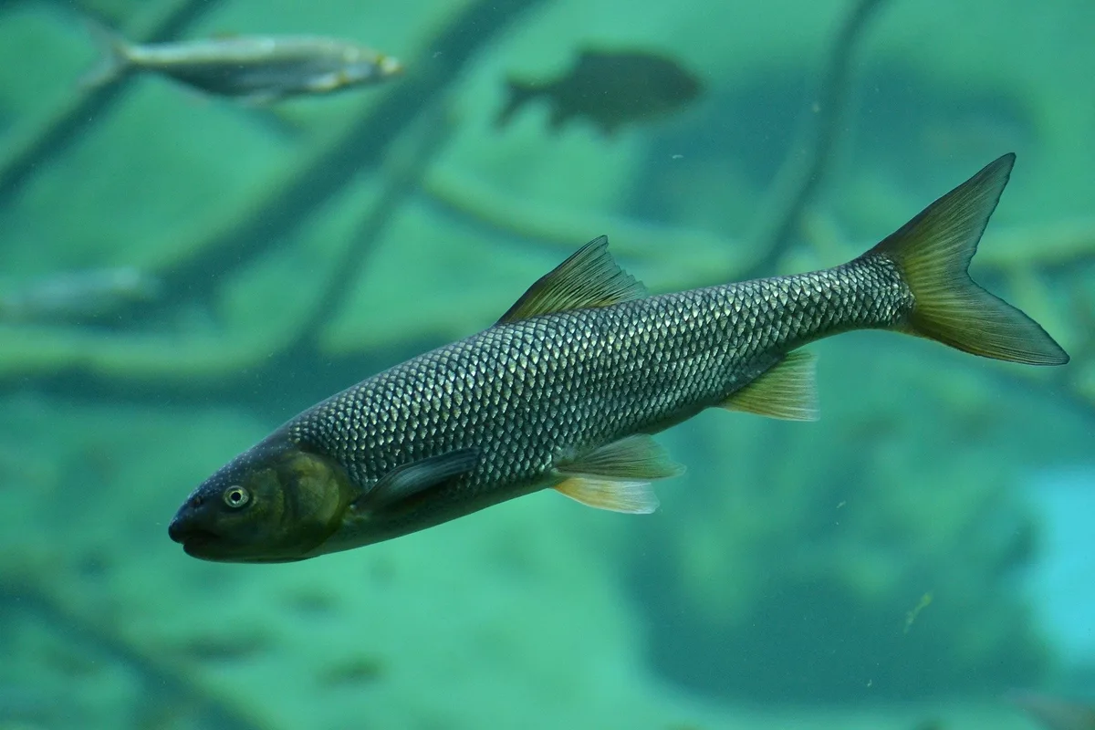 brown-trout-gd267b1077_1920 Trend setzt sich fort: Immer mehr Schweizer Fischarten sind bedroht
