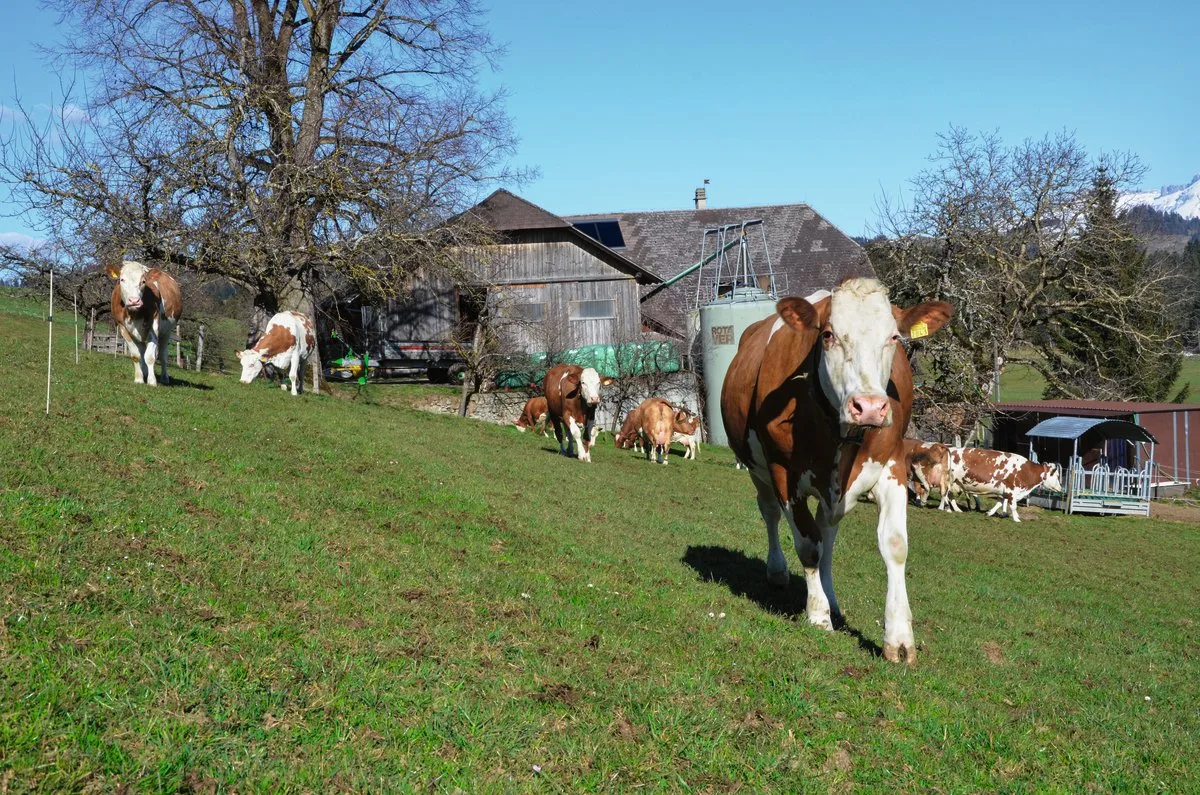 cc12a4a94f6e9cf6a159a6dd45cc10d700b2cc35 Kühe beim ersten Weideaustrieb. Für viele Landwirte bringt dieser Moment mehr Stress als Freude. Bild: Aline Küenzi