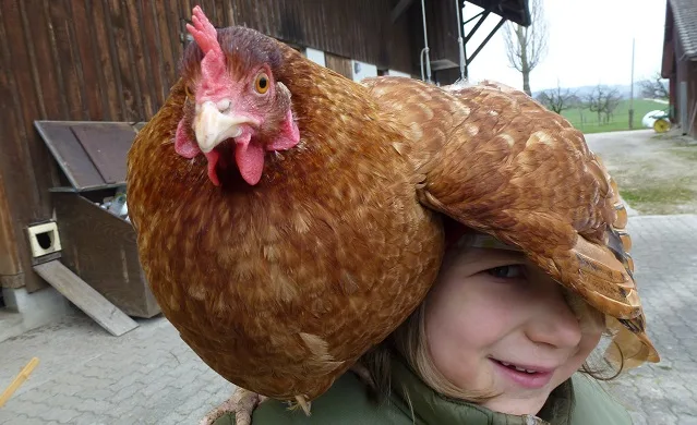 50ed0115e443b1551aa032db61d44ed8bb63dc0d Die Kinder erleben ihren schönsten Tag im Jahr auf einem Bauernhof. (Bild kids-farm.ch)