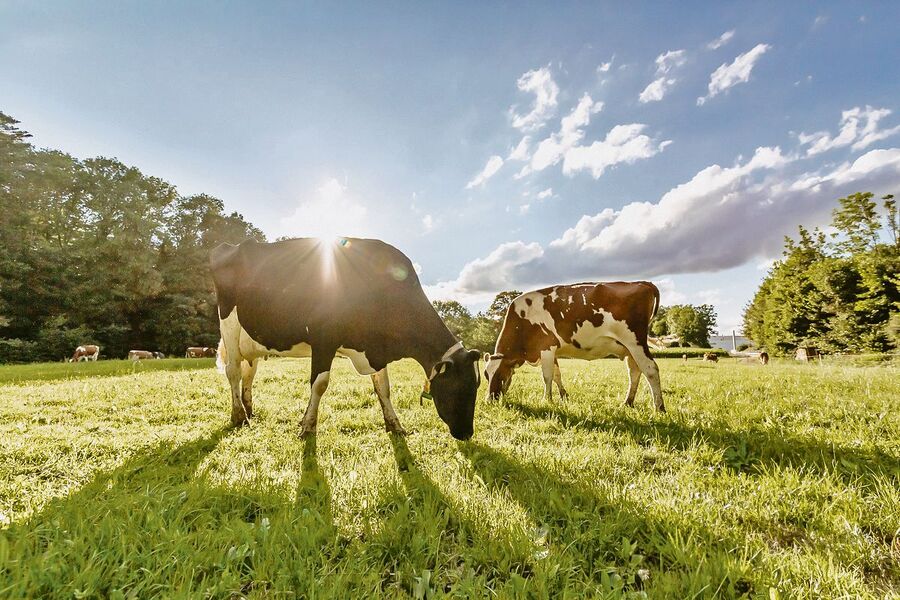 Aus Gras wird Milch. Zum «Thema Milch in allen Formen» steht im Kanton Freiburg ein Grossanlass an.