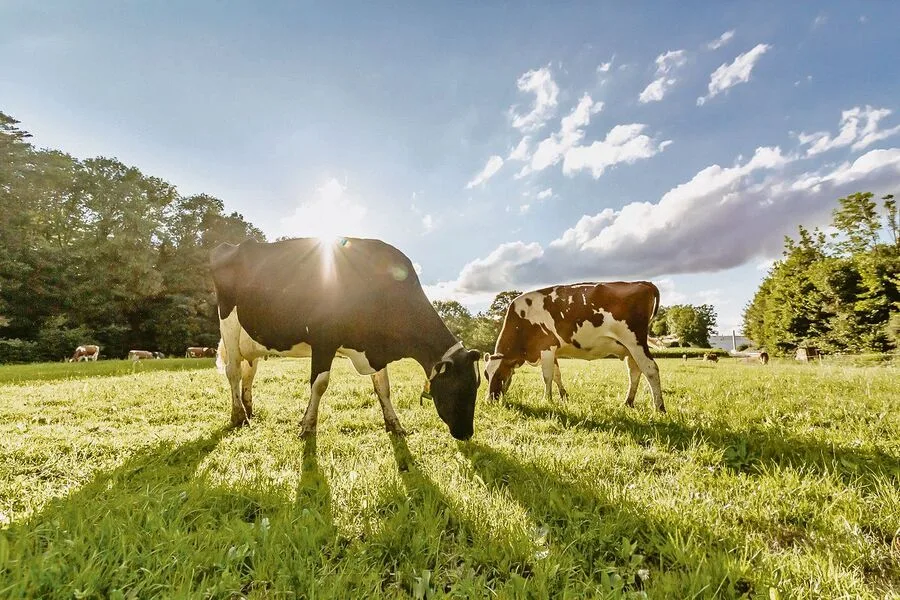 08c87cf950066a1d1cb4f16436607002afb1e236be4620fdd1aed6764fdda9b0 Aus Gras wird Milch. Zum «Thema Milch in allen Formen» steht im Kanton Freiburg ein Grossanlass an.