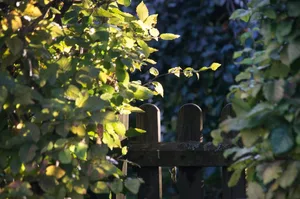 Hecken, Sträucher und Bäume sollten erst ab September wieder geschnitten werden. (Bild pixabay)