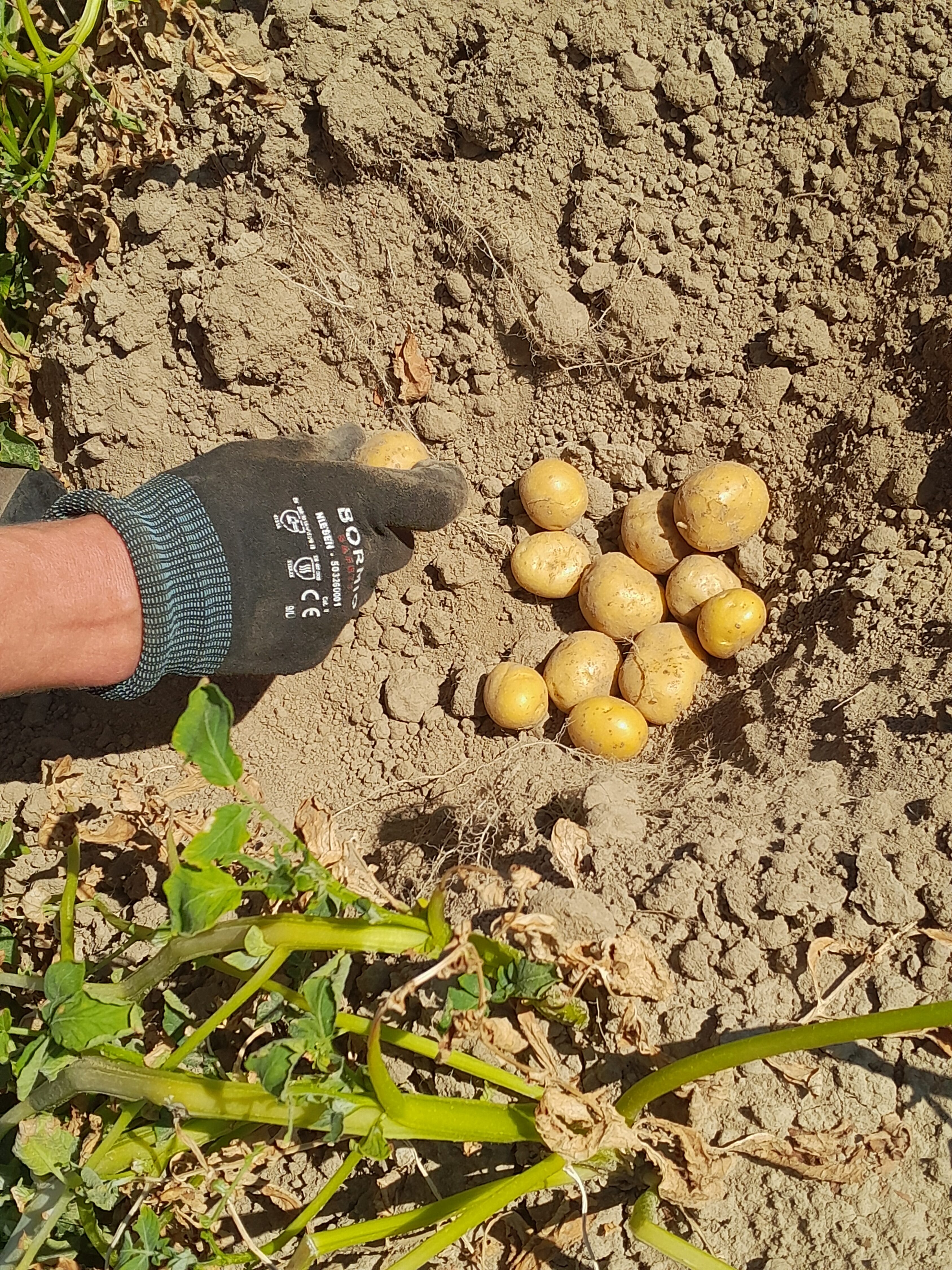 Die Thalessa-Kartoffeln von Stefan Steinegger sind im Juli 2026 noch so klein, dass der Landwirt davon ausgeht, dass die Chipssorte ein Totalausfall wird.
