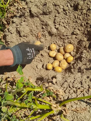 Die Thalessa-Kartoffeln von Stefan Steinegger sind im Juli 2026 noch so klein, dass der Landwirt davon ausgeht, dass die Chipssorte ein Totalausfall wird.