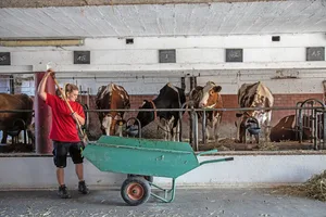 Romy Schwab gabelt Maissilage in die Krippe ihrer Kühe. Über jeder Kuh steht auf einer Tafel, wie viele Kilogramm Kraftfutter sie erhält.