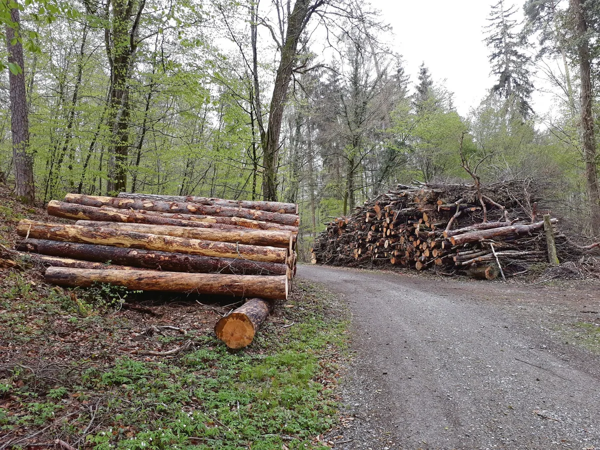 95a09b3ca03799457ea588e4e86faa269fd02eeb Im Schweizer Wald ist in den letzten Jahren eine grosse Menge Schadholz angefallen. (Bilder Thomas Güntert)
