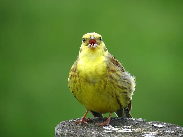 f6a78d6c51575ea4eefe6a3f78e311646828f5c3 Auch in Europa gehen viele Vögel dramatisch zurück. In Deutschland reduzierte sich etwa der Bestand der einst sehr häufigen Goldammer um mehr als 90 Prozent. (Bild Pixabay)