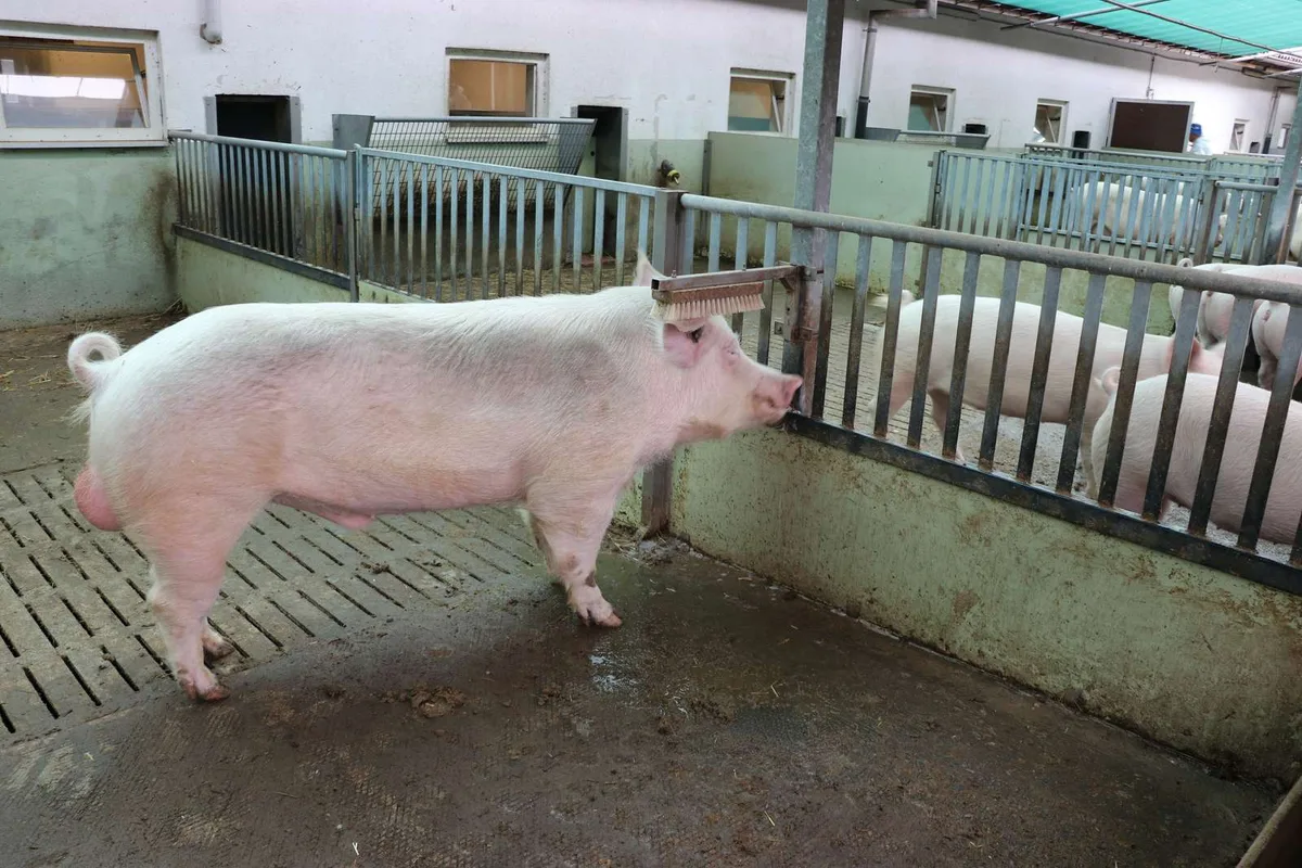 «Es gibt nichts zu verbergen» – Schweinehalter gibt Auskunft zur Gentech-Debatte, während die Branche schweigt