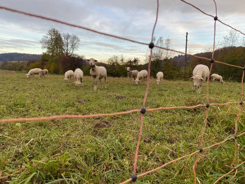 Schafherde in Uznach SG angegriffen – es war kein Wolf