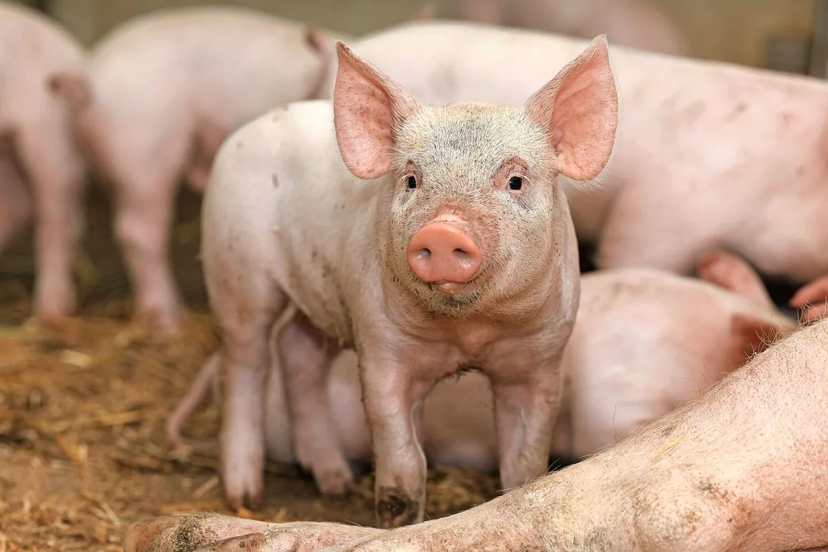 Im Abferkelring haben sich die Betriebe entweder als Deck-/Wartebetrieb oder als Abferkel-/Aufzuchtbetrieb spezialisiert.