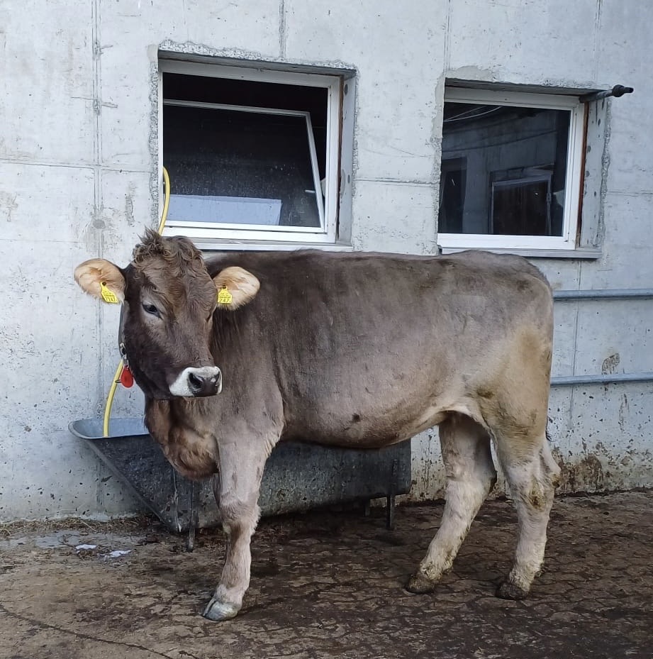 Braunvieh-Rind Monalisa: ein liebenswertes Schlitzohr im Stall