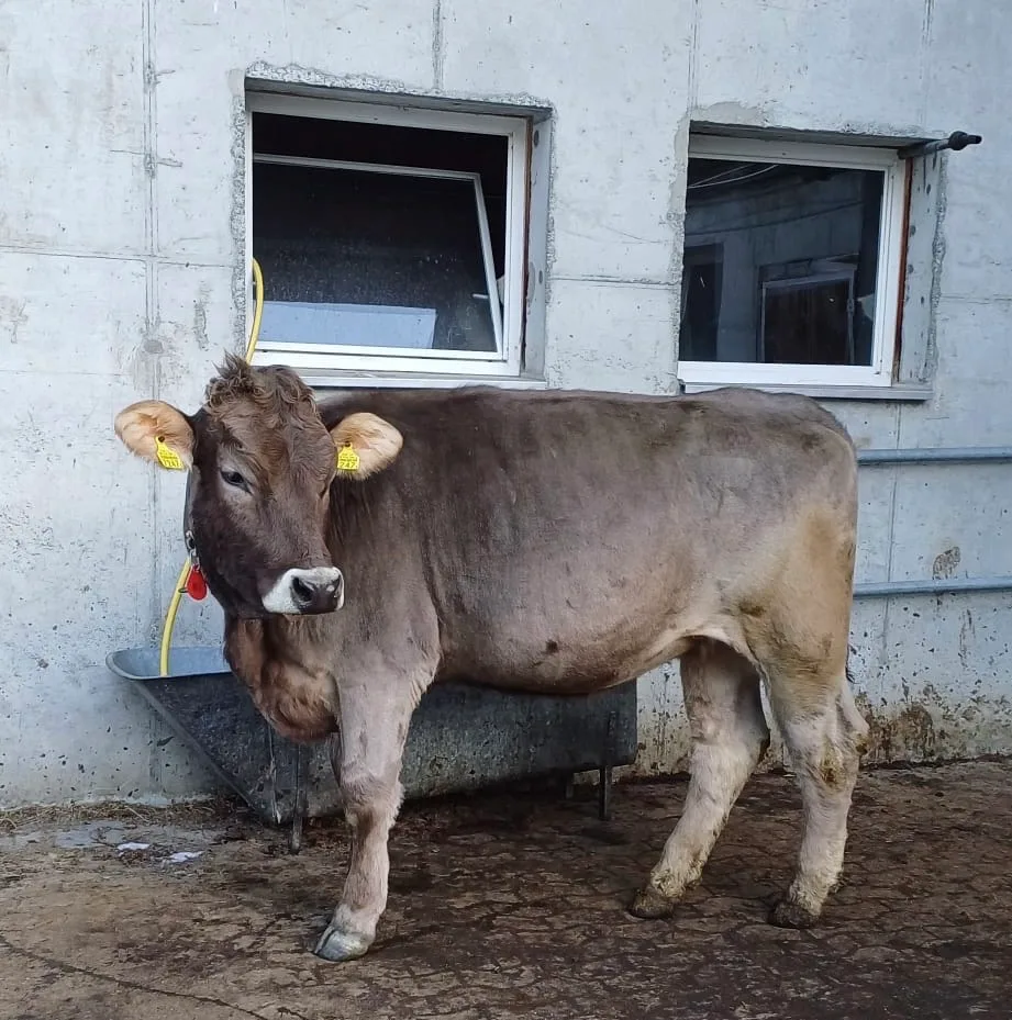 089adee7-81ff-494f-a738-2ddb7bcd0ffb Braunvieh-Rind Monalisa: ein liebenswertes Schlitzohr im Stall