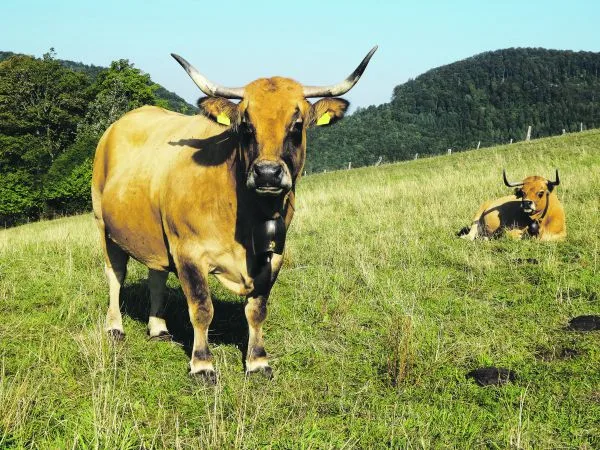320a08015dee8be69b3c913efb1d3685d04456b6 Die Rasse Aubrac kommt ursprünglich aus Frankreich. Ihr Markenzeichen sind die schon geschwungenen Hörner. (Bild zVg)