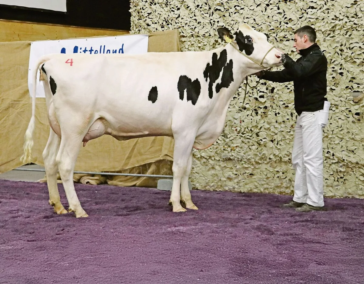 Ein starkes Angebot (Bild von 2023), darunter Elitetiere, und eine treue Stammkundschaft machen die Aargauer Auktion aus.