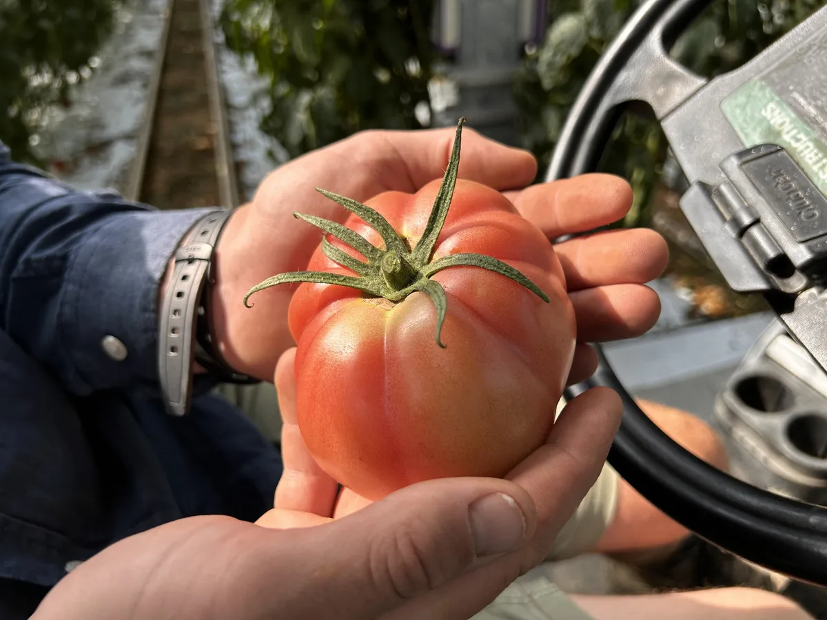 Von Cherry- bis Feuertomaten - bei Bötsch's gibt es sie alle