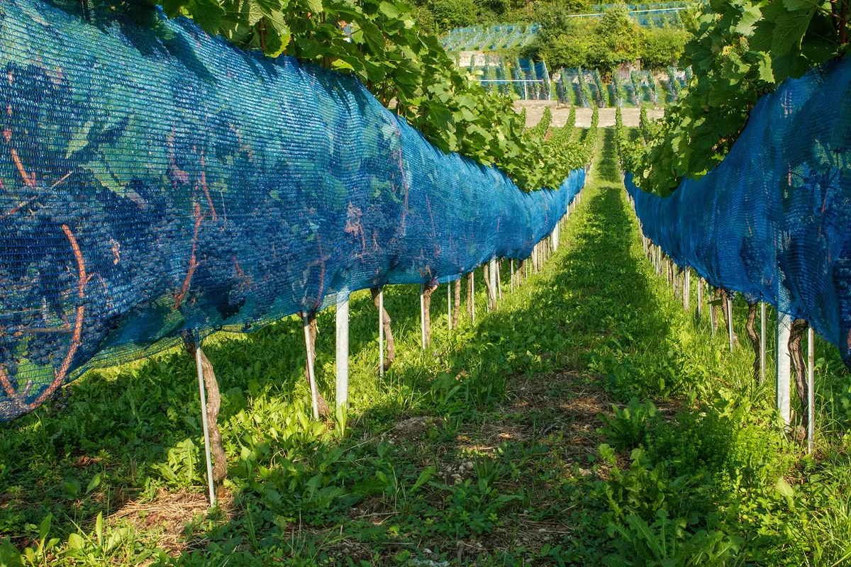 Dornfelder_filetsbleus Mit dem Farbumschlag kommen Vögel und die gefürchtete Kirschessigfliege