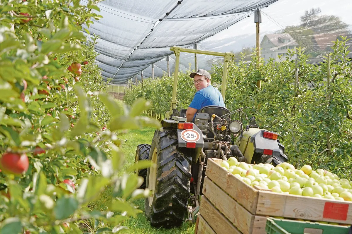 040ce78e12ac7a07558264cb8303342b01f17d42 Beat Streckeisen aus Berg TG befindet sich im 1. Lehrjahr zum Obstfachmann bei Familie Vinz Bütler in Wädenswil ZH. (Bild Beat Streckeisen)