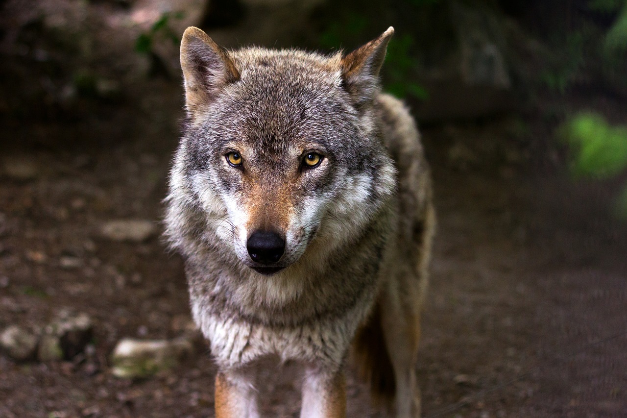 Wolf reisst Schaf trotz Herdenschutzmassnahmen