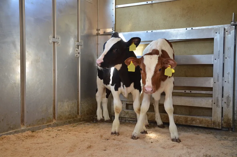 7809bc78fc0d57be8ca23a5f6ee24fc7e688c52d Einlagerungen von Kalbsfleisch sollen helfen, den Markt im Gleichgewicht zu halten. (Bild BauZ)
