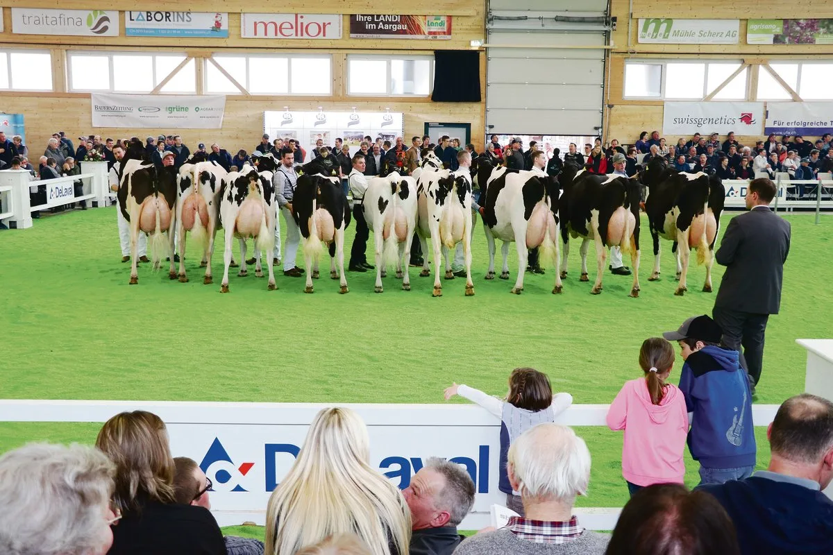 dde12f2895bb93f6660b874b234fd9579db15a6e An der Aargauer Eliteschau sind die Holstein jeweils ein sicherer Wert. Für die Ausstellung diesen Sonntag sind sogar noch mehr schwarze Kühe angemeldet als im Vorjahr.(Archivbild rae)