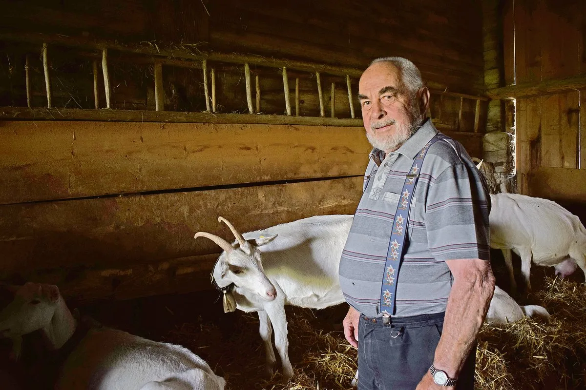 b413fc0473d1a8c5248e317c5cbabbf42d232b4d Christian Oesch bei seinen Ziegen: Sie verbringen den Tag im kühlen Stall. Wegen des Wolf tags zu weiden kommt nicht in Frage, da es zu viele Fliegen und Bremsen hat und die Ziegen dann kaum zum fressen kommen.(Bild Daniela Joder)
