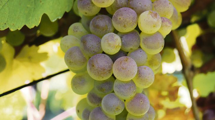 Die Sanovita-Produkte sollen dazu beitragen, dass es auch ohne synthetischen Pflanzenschutz möglich wird, gesunde Trauben wie hier der Räuschling zu produzieren. (Bilder romü)
