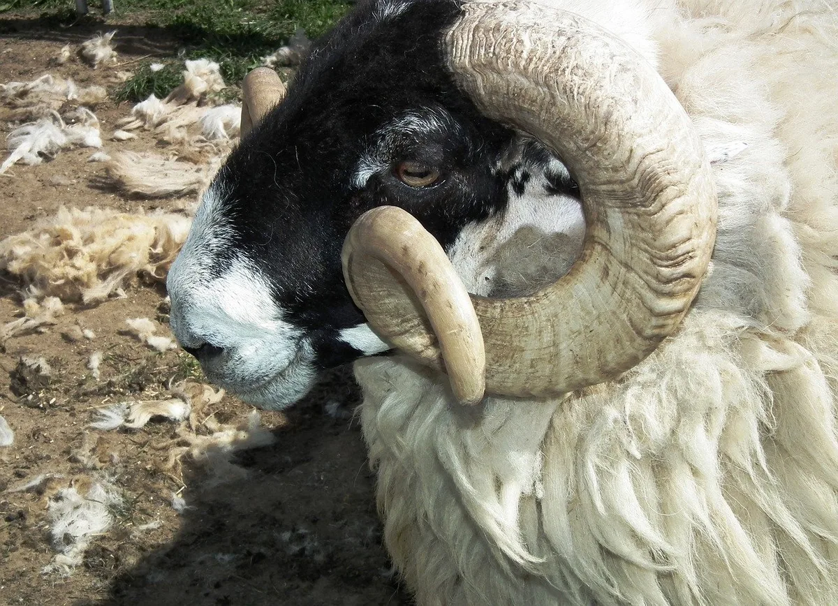 Schafbock greift Frau an