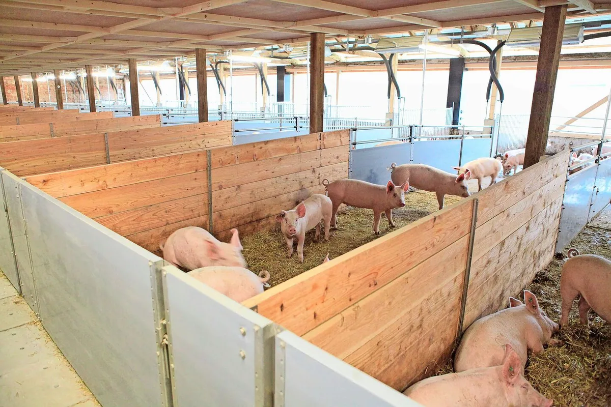 aca72d4a23f37a7856ddf35704a336a776fa3aaf57019bdb0295dcd83b7eea3a Im Offenstall haben die Schweine grosszügig Platz. Als die «Mastdauer» wegen der ASP-Sperre verlängert werden musste, gab es daher aus haltungstechnischer Sicht keine Probleme.