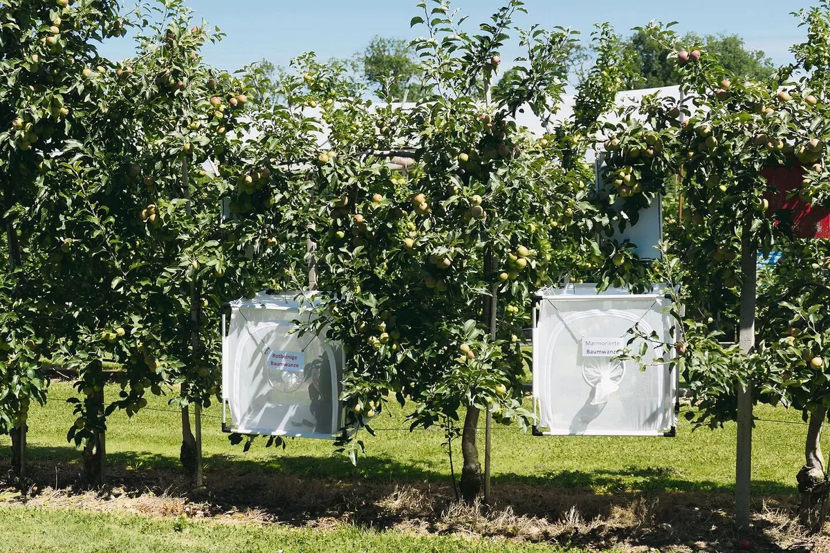 8a6c01fba1cd8d099ef527efd039634f7fe101fa7029e9fb3d6acd52692a63a6 Auf dem Versuchsbetrieb Obstbau in Güttingen werden Wanzenfallen getestet.