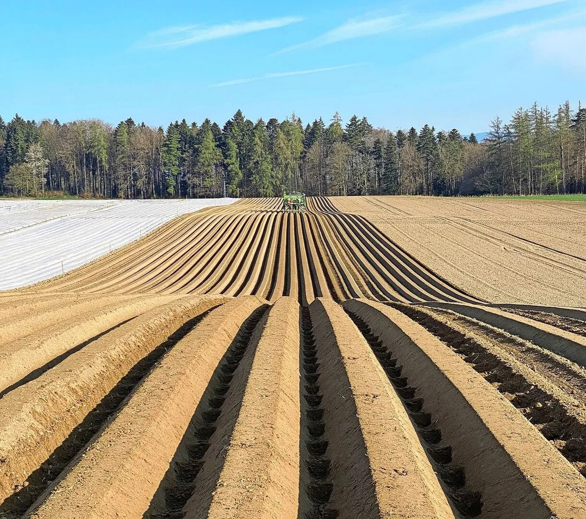 Die Kartoffeln konnten diesen Frühling durchgehend bei guten Bedingungen gepflanzt werden.