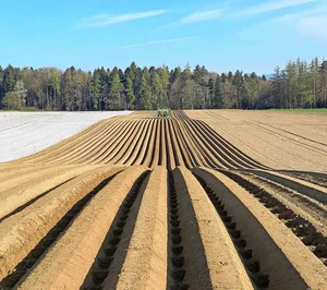 Die Kartoffeln konnten diesen Frühling durchgehend bei guten Bedingungen gepflanzt werden.