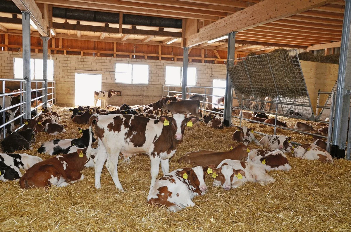 80f81913db072d38639cfea29964f55bc56b8ac0 Ein gutes Klima im Kälberstall verbessert das Wohlbefinden, die Tiergesundheit und somit die Leistung der Tiere ein Leben lang. Neben bedarfsgerechter Fütterung brauchen Kälber viel Wärme, Luft und Licht. Bild: Aline Küenzi