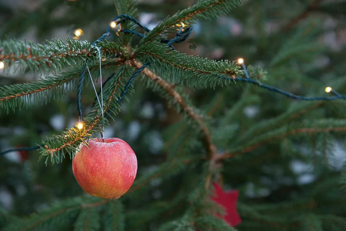 Es hat trotz Hitzesommer genug Schweizer Weihnachtsbäume