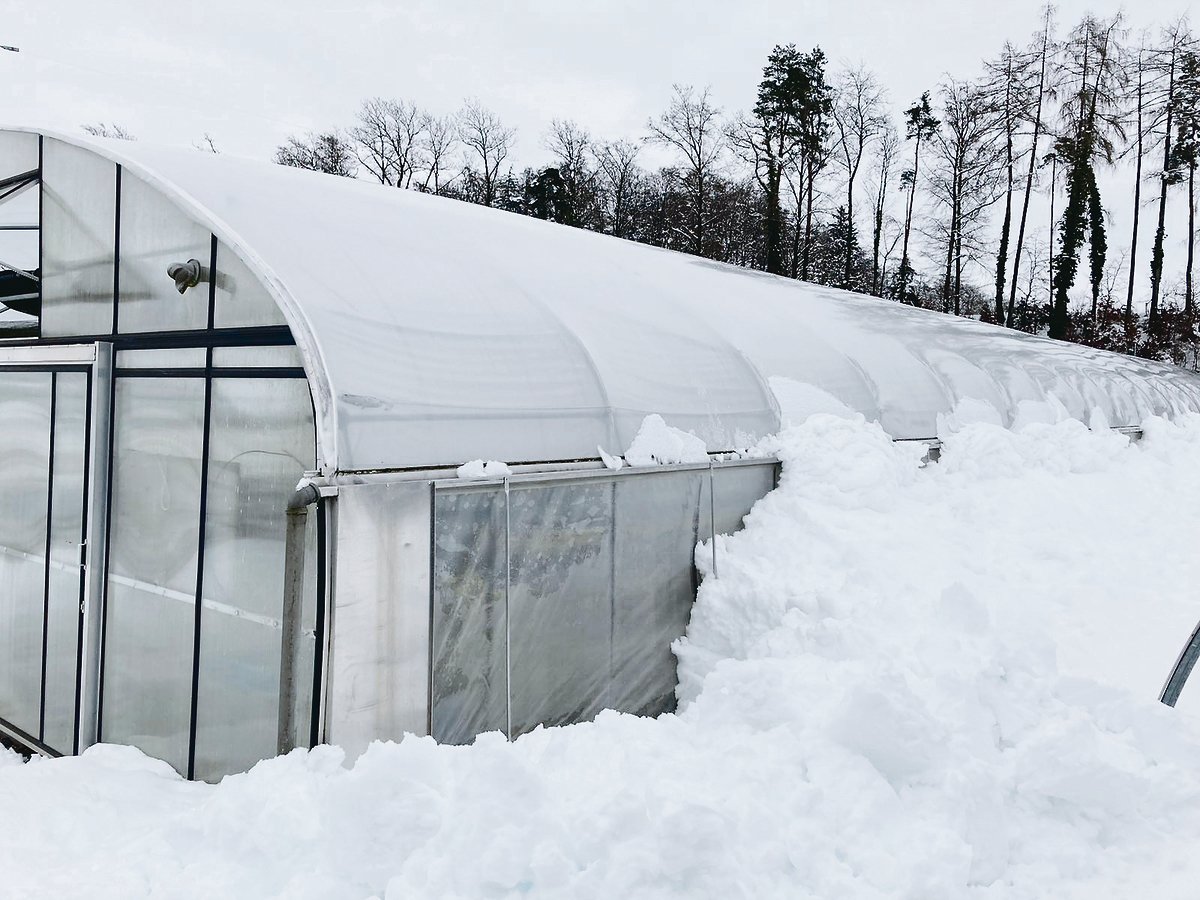 Obstbauer Thomas Oswald kultiviert im Folientunnel Erdbeeren. Der viele Schnee hat sich auf dem Dach abgelegt und rutschte dann nach und nach an den Seiten ab. Nun stapelt sich dieser bis zu 2,5 m hoch, drückt an die Wände und könnte die Kultur schädigen.(Bild Th. Oswald)