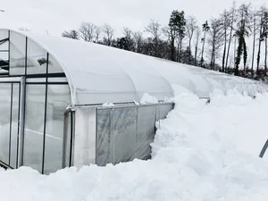 Obstbauer Thomas Oswald kultiviert im Folientunnel Erdbeeren. Der viele Schnee hat sich auf dem Dach abgelegt und rutschte dann nach und nach an den Seiten ab. Nun stapelt sich dieser bis zu 2,5 m hoch, drückt an die Wände und könnte die Kultur schädigen.(Bild Th. Oswald)
