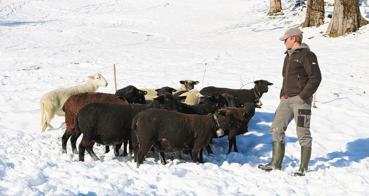 337f2df0ef5af02abfe8cb60b0882364685b2d6d Der Entlebucher Schafhalter Philipp Wicki mit seinen hochträchtigen Auen der Rasse Schwarzbraunes Bergschaf und seinem Nolana-Widder (links im Bild). (Peter Bringold)