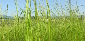 Ein gutes Futtergras muss ausdauernd sowie krankheitsresistent sein und ausserdem eine gute Futterqualität liefern. Für die Sortenempfehlung führt Agroscope mehrjährige Feldversuche durch.