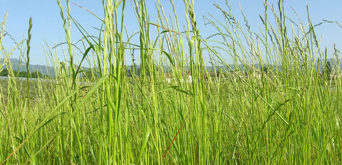 raigras-agroscope Zwei neue Kandidaten für die Liste empfohlener Sorten für Futterpflanzen