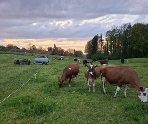 Markus Käsers Kühe kommen im Frühling zeitig aus dem Stall und finden einen grossen Teil ihres Futters auf der grünen Wiese.