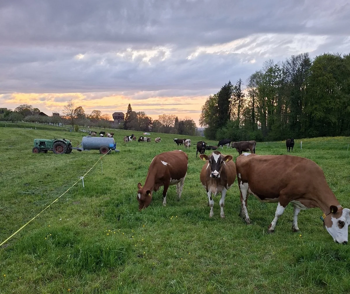 Weidekühe_Käser_Kopie_a Markus Käser beginnt früh mit dem Weiden und passt die Portionen an den Bedarf an