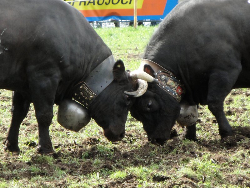 2013 waren 6707 Kühe und Jungvieh im Register aufgeführt. Im vergangenen Jahr waren es noch 6078. Das bedeutet einen Rückgang um ungefähr ein Zehntel. (Bild Aline Küenzi)