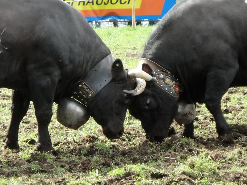 38f168ed246b3bde6ddbb69c417ca8e37758bdfa 2013 waren 6707 Kühe und Jungvieh im Register aufgeführt. Im vergangenen Jahr waren es noch 6078. Das bedeutet einen Rückgang um ungefähr ein Zehntel. (Bild Aline Küenzi)