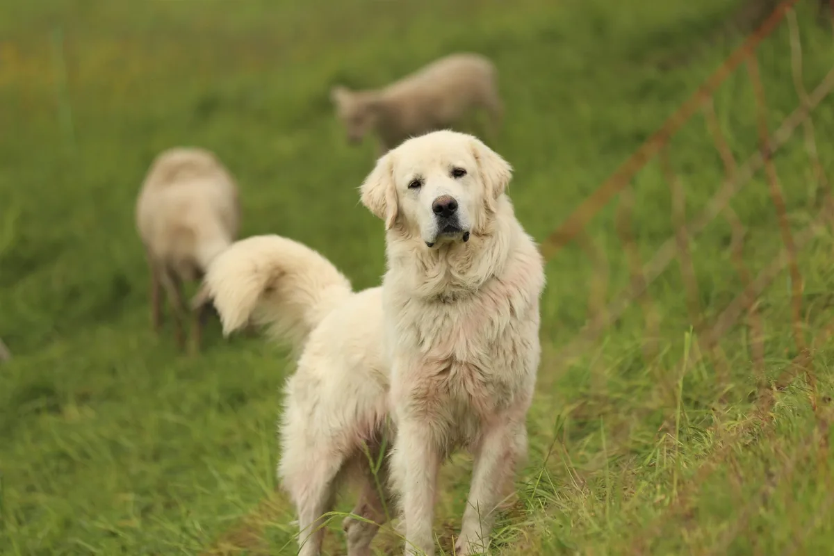 Herdenschutzhunde_090__3_ Anzahl der Herdenschutzhunde hat sich versiebenfacht