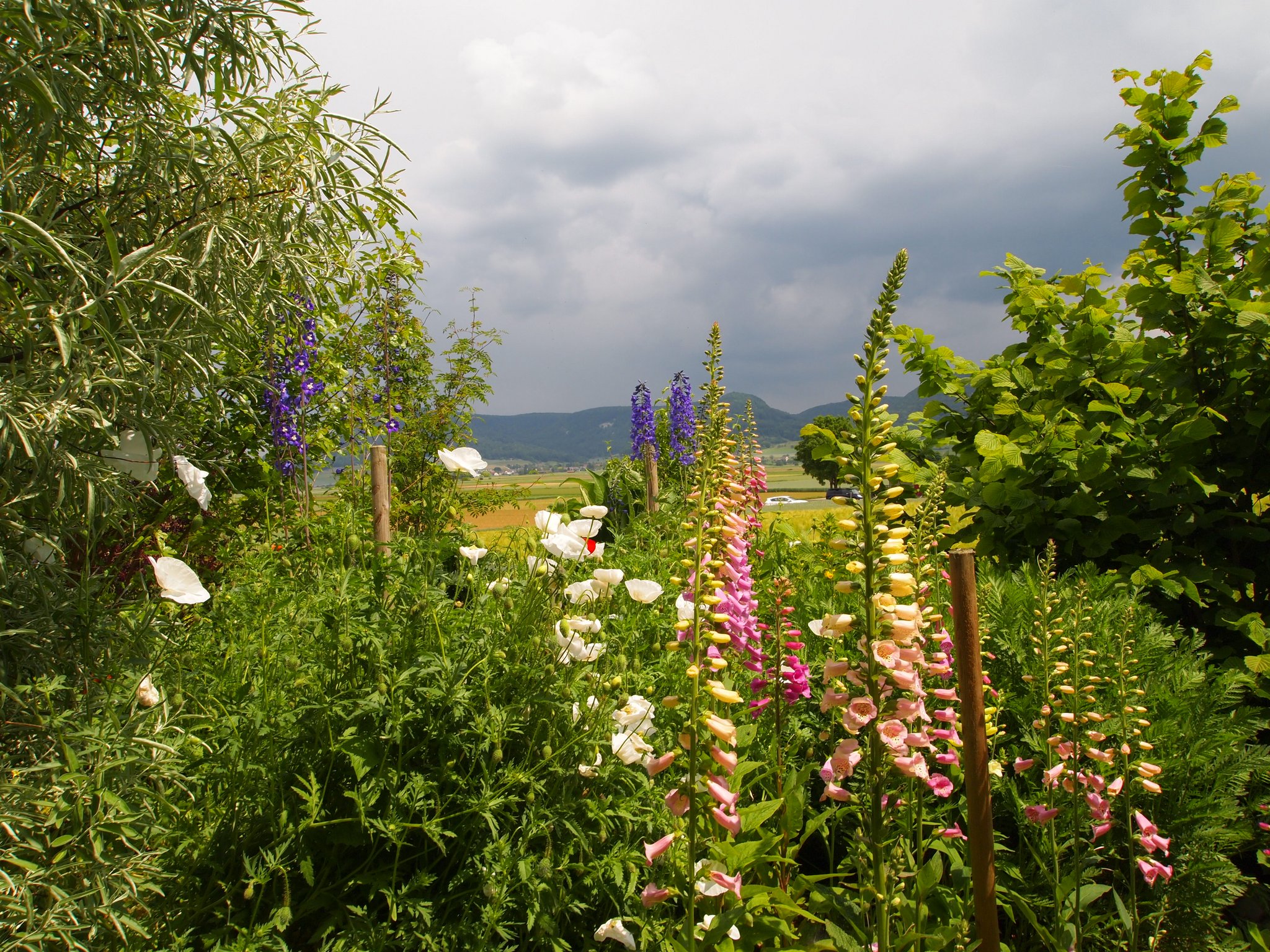 Zweijährige Blumen: Jetzt für nächsten Sommer säen