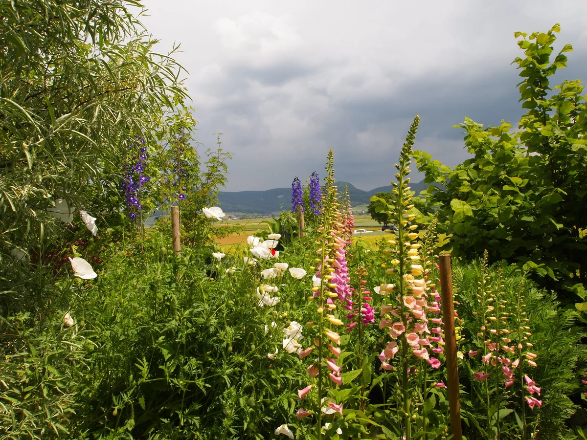 BZ-LAN3-24-8_Fingerhut Zweijährige Blumen: Jetzt für nächsten Sommer säen