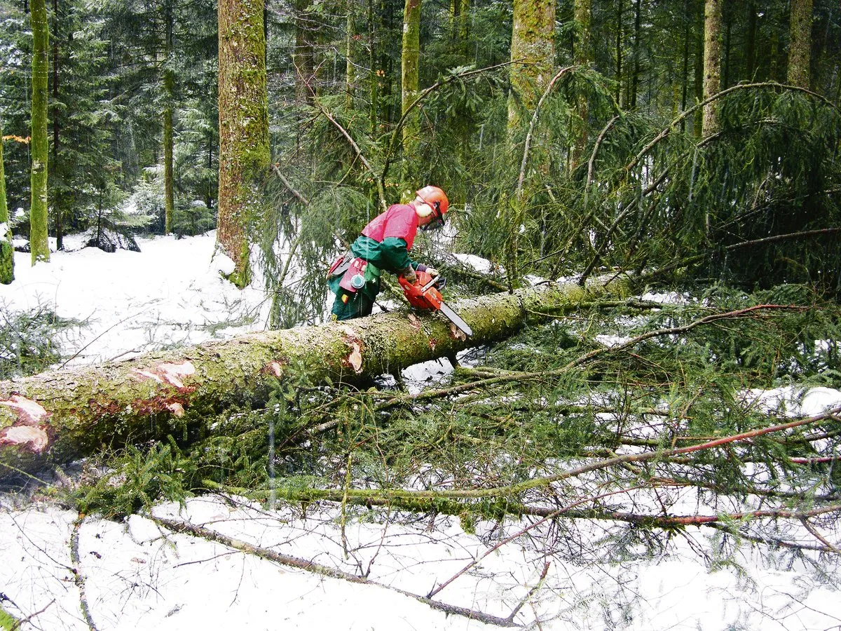 5831930708477403f642f823f8f921a1d152e0b7 Eine gute Schutzausrüstung ist ein Muss für die Arbeiten im Wald. Viele Unfälle passieren beim Fällen der Bäume.(Bild BauZ)